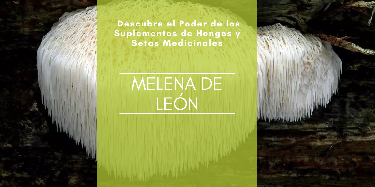 Melena de León: Descubre el Poder de los Suplementos de Hongos y Setas Medicinales