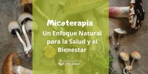 Lee más sobre el artículo Micoterapia: Un Enfoque Natural para la Salud y el Bienestar